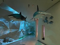 展示物