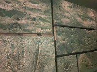 展示物