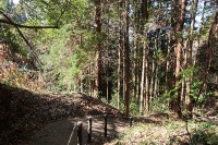 登り始めだけ緩やかな登り道