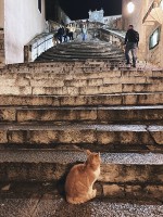 至る所に猫がいます