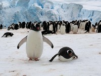 ジェンツーペンギン(1)