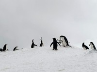 ヒゲペンギン