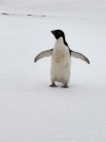 アデリーペンギン