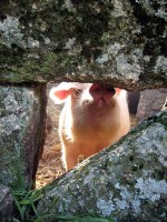 この村で飼われる最後のブタさん