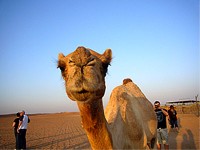 ラクダです♪目が大きくて、まつげが長くて可愛いです。ここでは写真を撮るだけ。