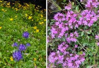 咲いていた花々（１）