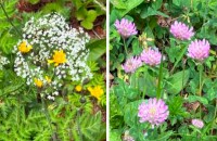 咲いていた花々（２）