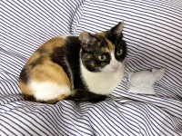 お土産と猫