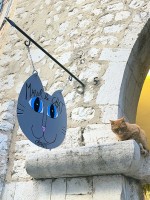 サンポールドヴァンスの猫