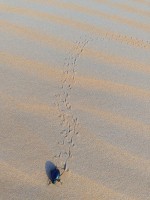 スカラベの足跡がかわいい