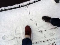 鳥が一番のり