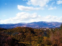 あまりきれいに撮れませんでしたが、山一面のミモザ
