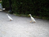 チボリ公園の野鳥
