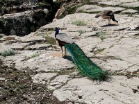 ロクルム島に生息している孔雀