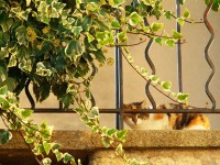 アンスイ：おひるね猫
