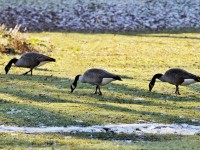 公園内のカナダガン