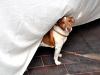 犬も一緒に店番