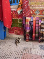 店番の猫