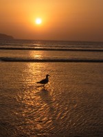 海とかもめ