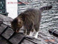街で見つけた可愛いネコ♪