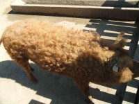 Mangalica pig
