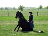 sit down horse
