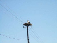 stork nest