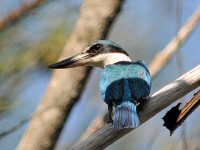 ナンヨウショウビン