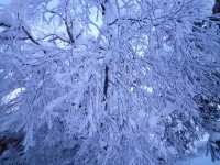 樹氷