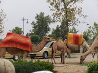 マラケシュメディナを出たところでは観光用のラクダ