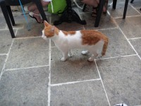 マルタ猫ちゃんも、いつの間にか足下に♬