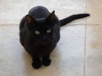 マルタ猫ちゃんがここにも。ジジみたい♡