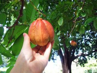 Ackee