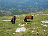登山（4） ： 山の上に馬