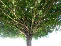 入口にはこんなユニークな木が