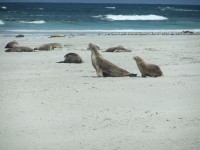 Seal Bay