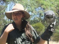 Bird of Prey (1)