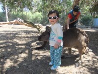 Parndana Wildlife Park (1)