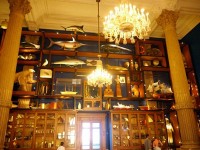 コレクションの部屋ってイメージで展示されてました。剥製なのか、シロクマとかどうやってとったのか気になるところ