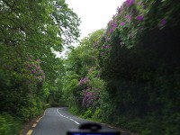 シャクナゲ街道