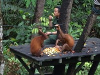 オランウータン見学