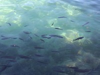 青く澄んだ湖