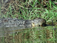 クロコダイルも何匹かいましたよ