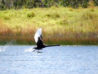 ボートで近づいたら慌てて逃げ始めた黒鳥