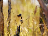 セアカオーストラリアムシクイ(♀なので赤くないですが・・・)