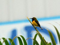 キバラタイヨウチョウの♂。♀もいましたよ。