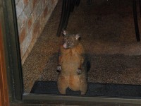 ただ・・・餌をきらすとこんな感じに。※ポッサム