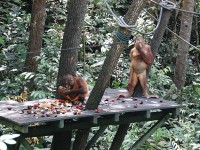 オランウータン