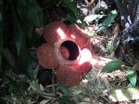 キナバル公園(1)