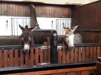 馬房から顔をだす可愛らしい2頭